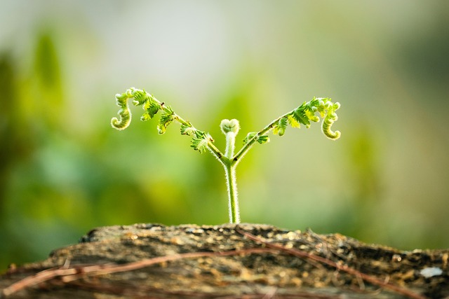 Combat Your Seasonal Allergies Effectively: Strategies for Relief
