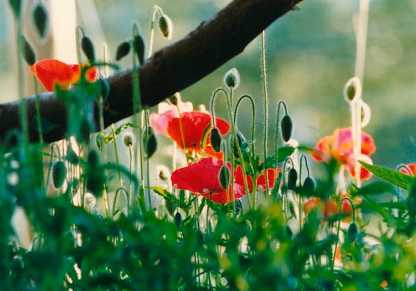 Spring Allergies Are Back: How to Track Pollen Levels and Stay Symptom-Free
