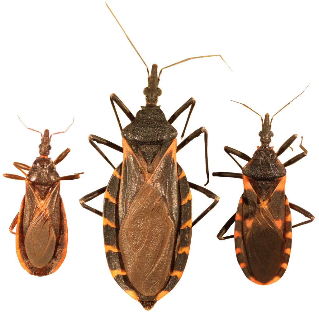 Kissing Bug Disease Has Found a Home in the U.S.