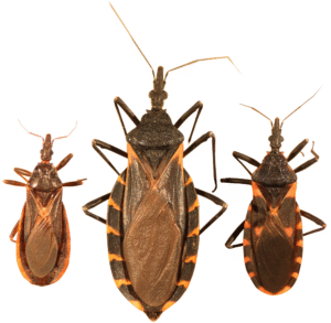 Kissing Bug Disease Has Found a Home in the U.S.